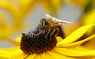 Dronefly (Female, Eristalix tenax )